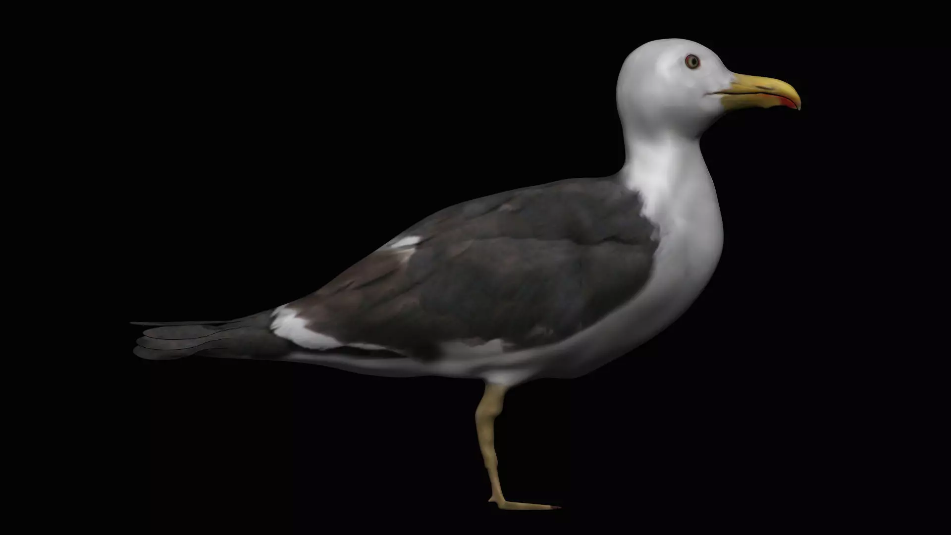 Seagull Low-poly 3D model_0