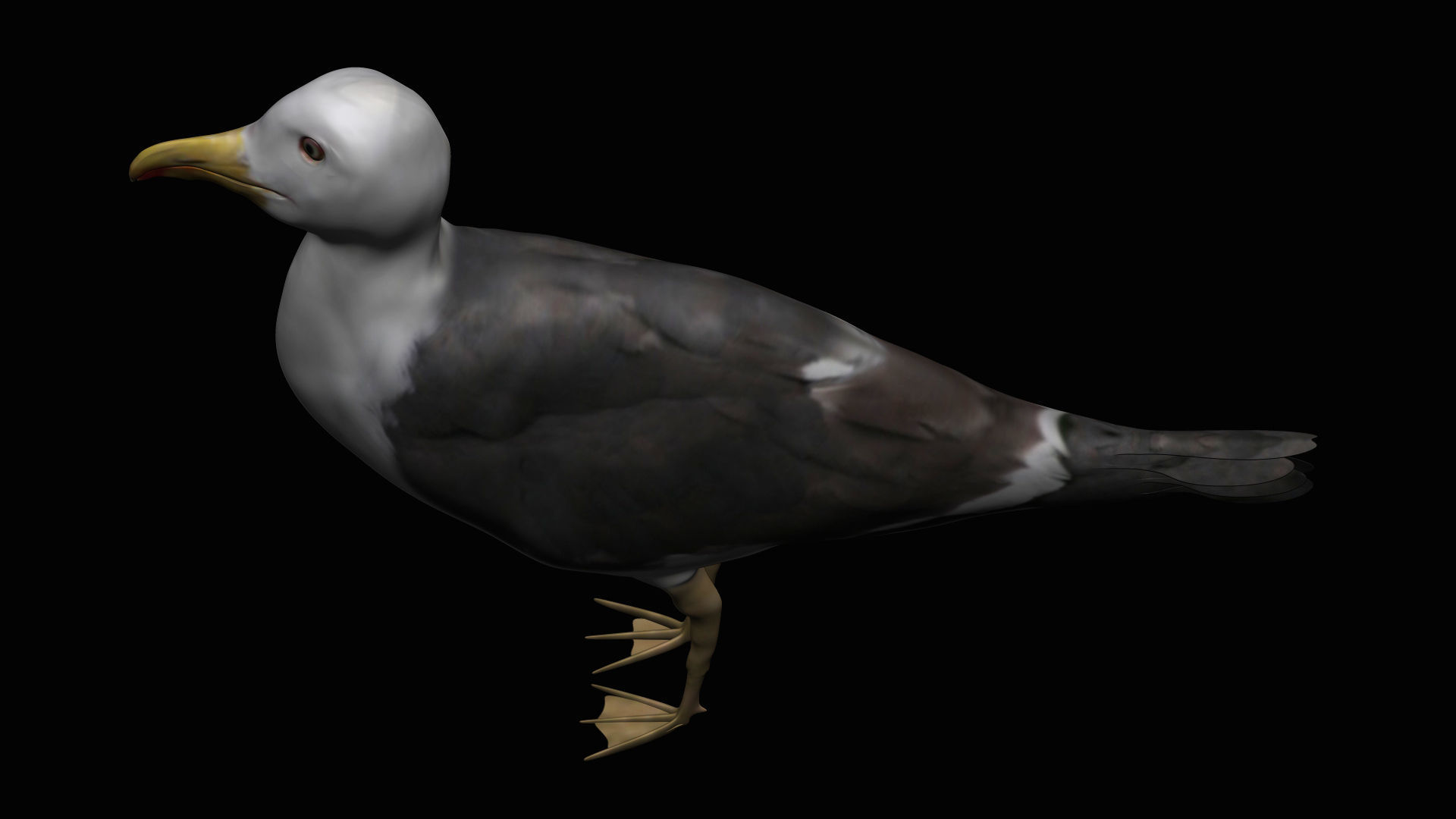 Seagull Low-poly 3D model_2