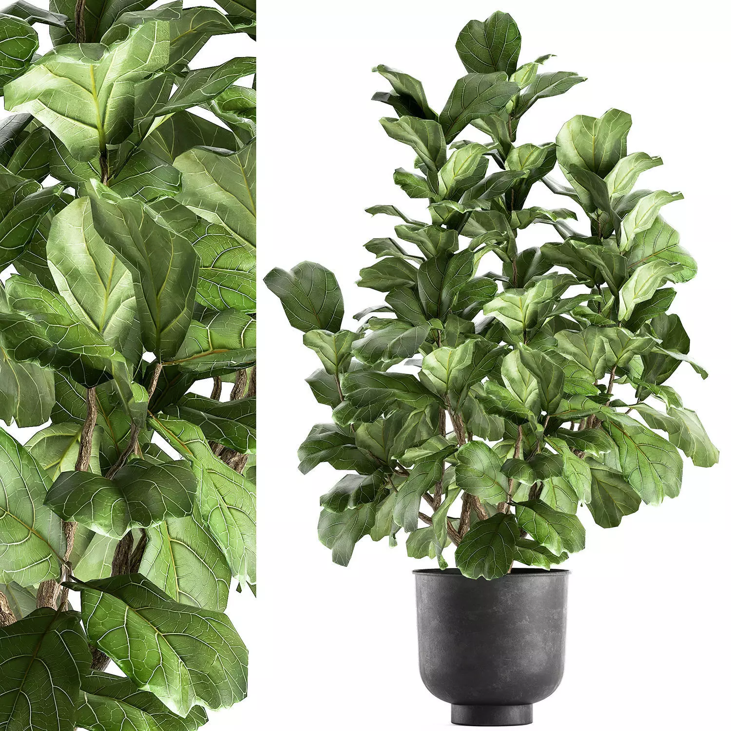 Ficus lyrata in a pot for the interior 853 3D model