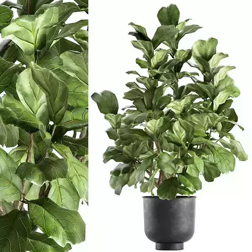 Ficus lyrata in a pot for the interior 853
