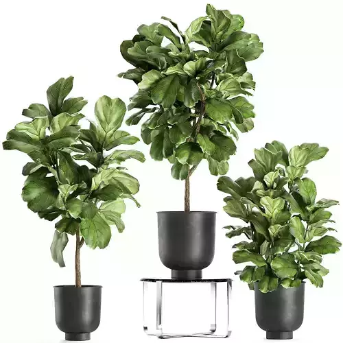 Ficus lyrata trees in a pot for the interior 854