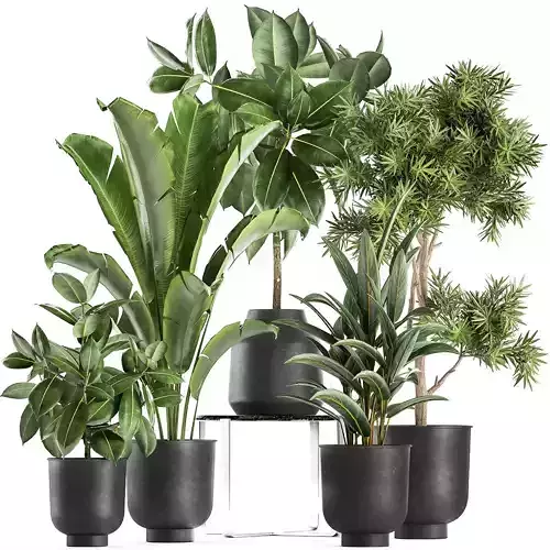 Houseplants in a pot for the interior 855