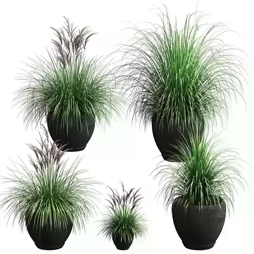 Outdoor potted plants - 5 models 3D model