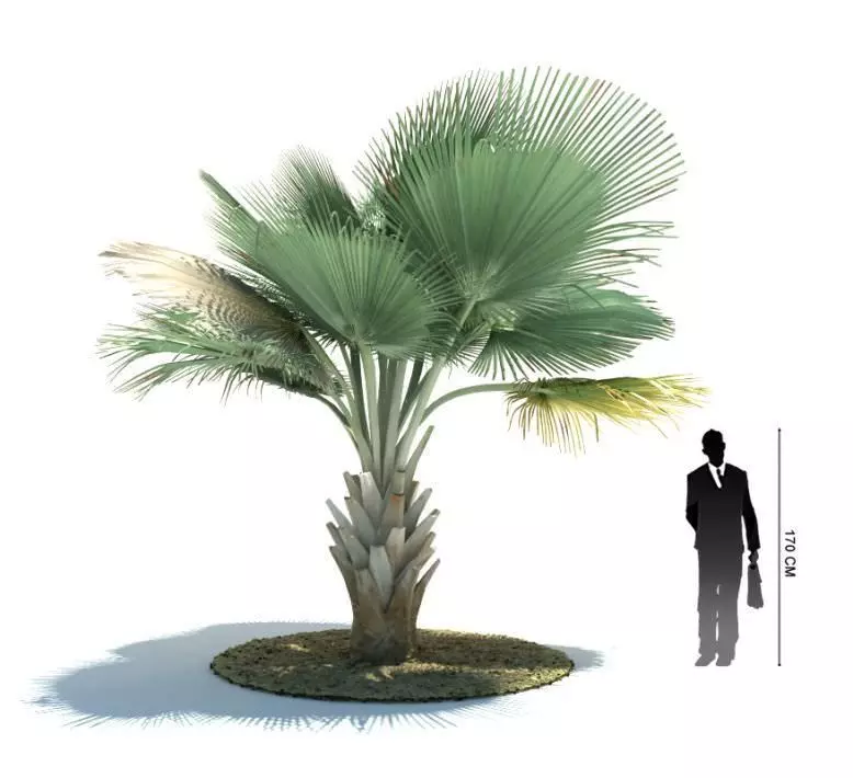 Green Palm Tree 3D model_0