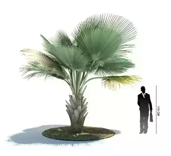 Green Palm Tree