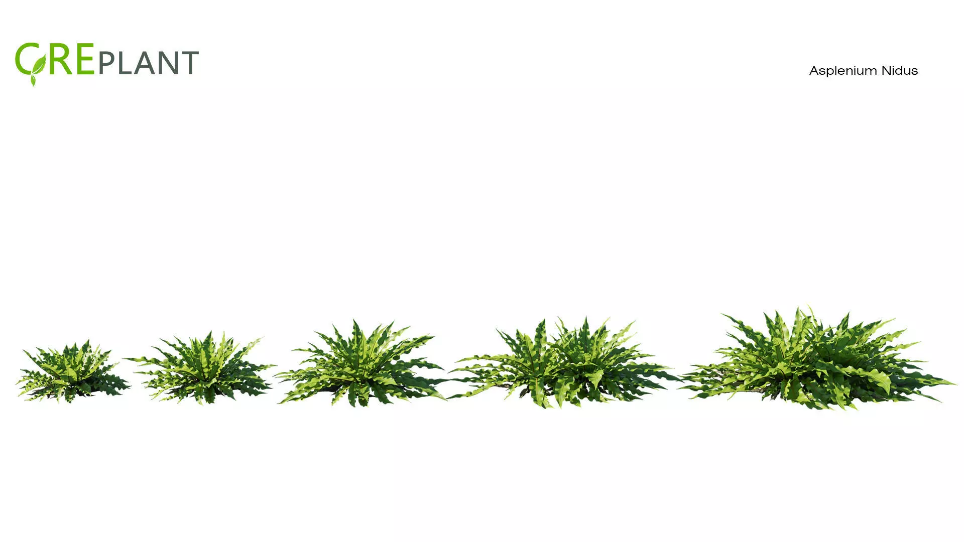 Asplenium Nidus plant Low-poly 3D model_0