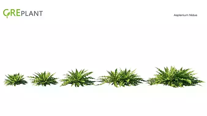 Asplenium Nidus plant Low-poly 3D model