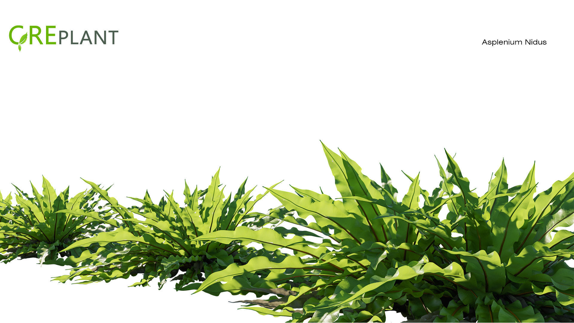 Asplenium Nidus plant Low-poly 3D model_1