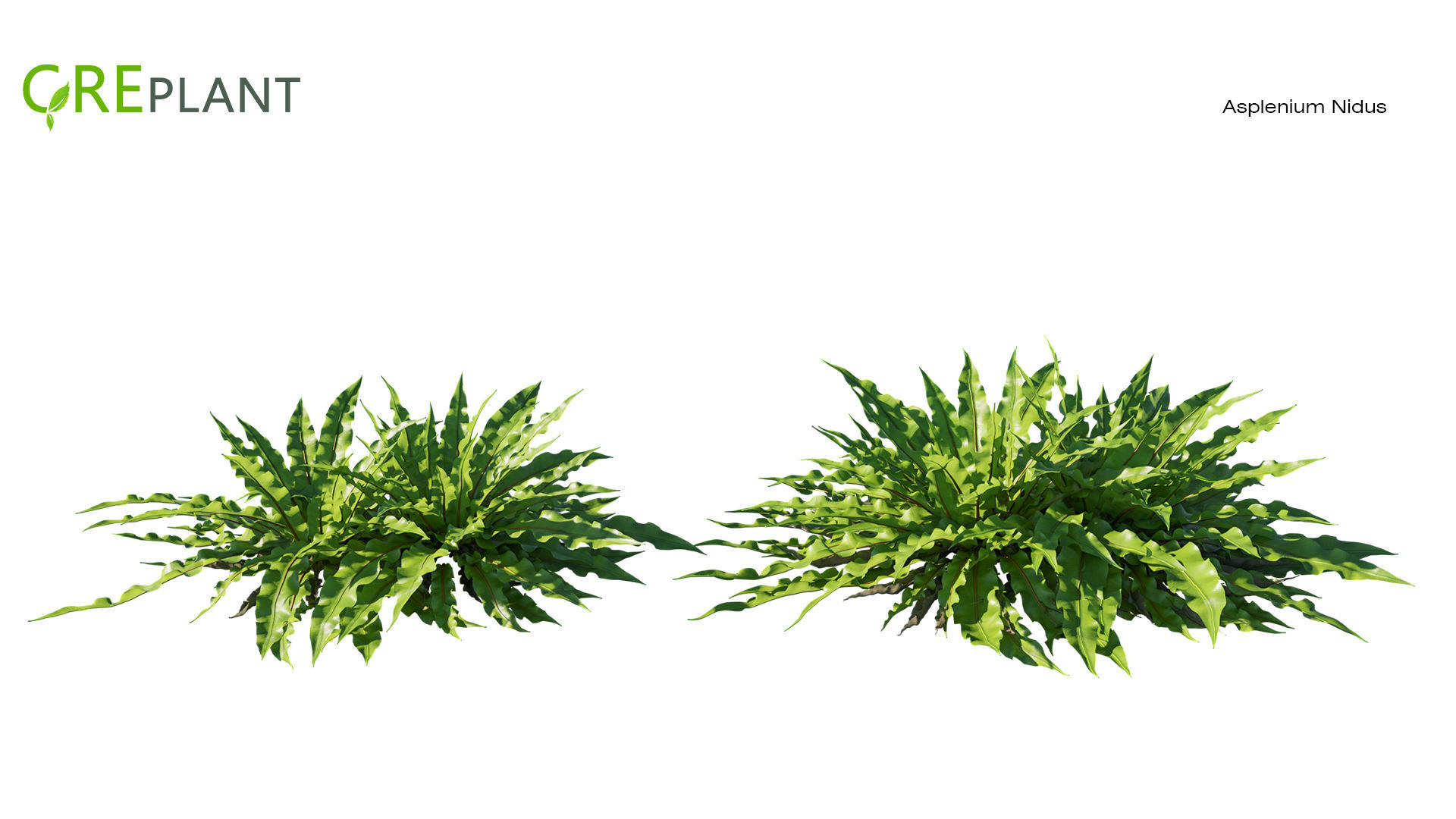 Asplenium Nidus plant Low-poly 3D model_2