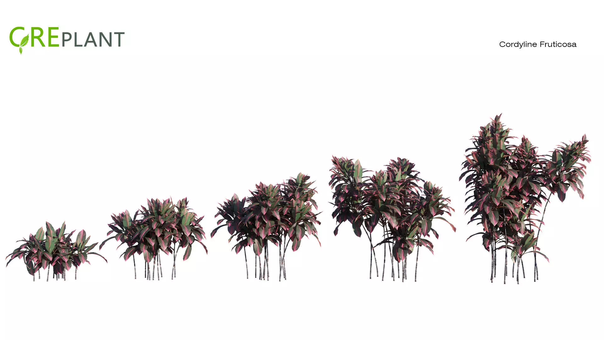 Cordyline Fruticosa plant Low-poly 3D model