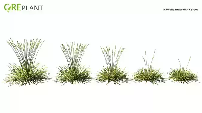 Koeleria macrantha grass