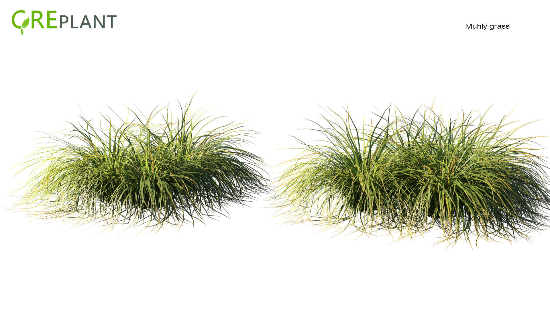 Muhly grass Low-poly 3D model_1