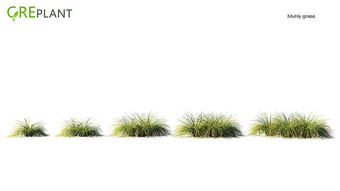 Muhly grass Low-poly 3D model