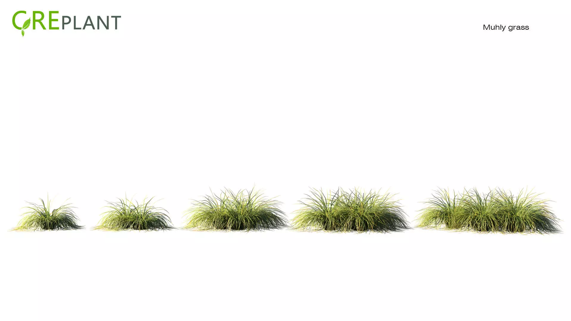 Muhly grass Low-poly 3D model_0