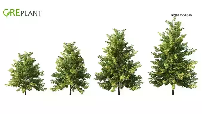 Nyssa sylvatica tree