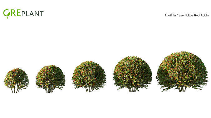 Photinia fraseri Little Red Robin plant Low-poly 3D model