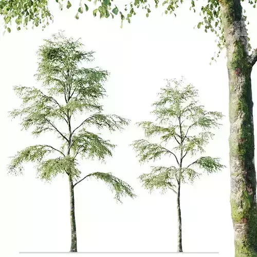 Alder 21m 3D model