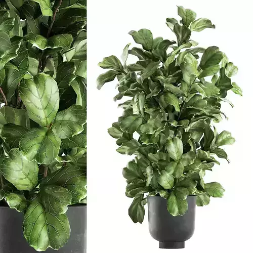 Ficus lyrata trees in a pot for the interior 856