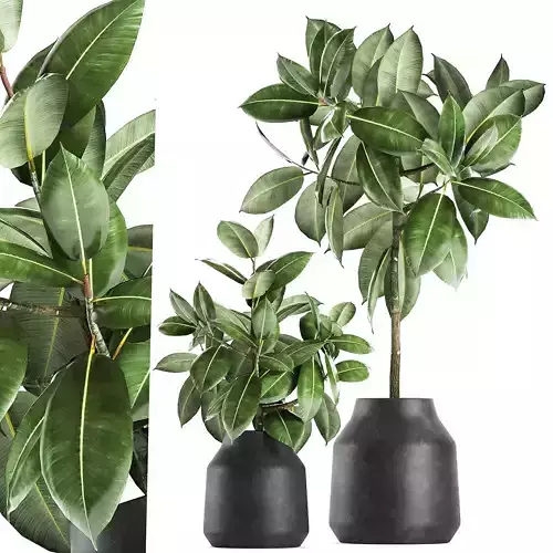 Ficus tree in a pot for the interior 857