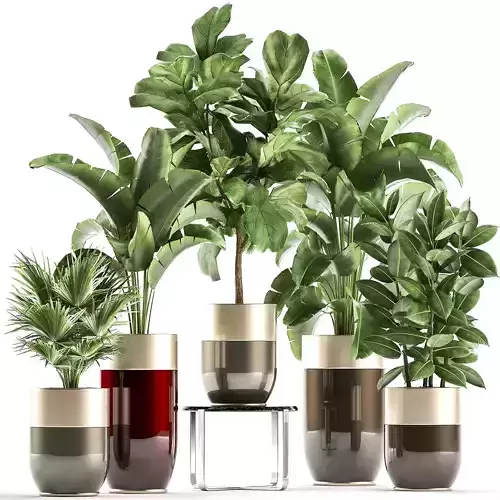 Houseplants in a pot for the interior 858
