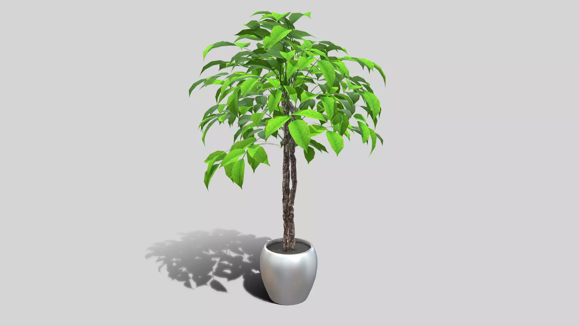 Interior Tree Plant Low-poly 3D model