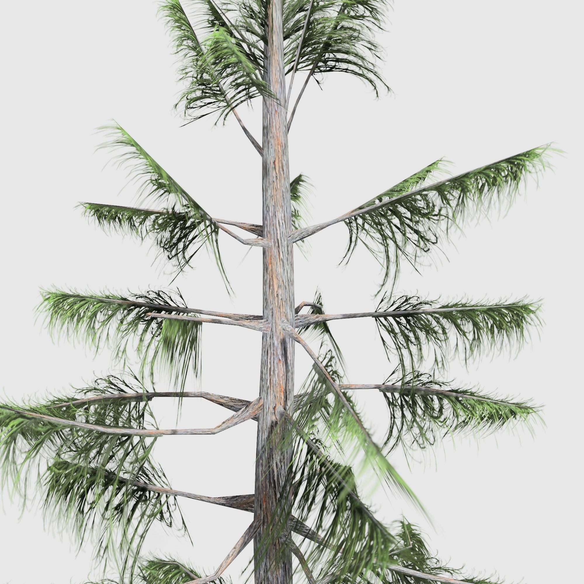 Alaska Cedar tree collection 9 trees in the scene Low-poly 3D model_7