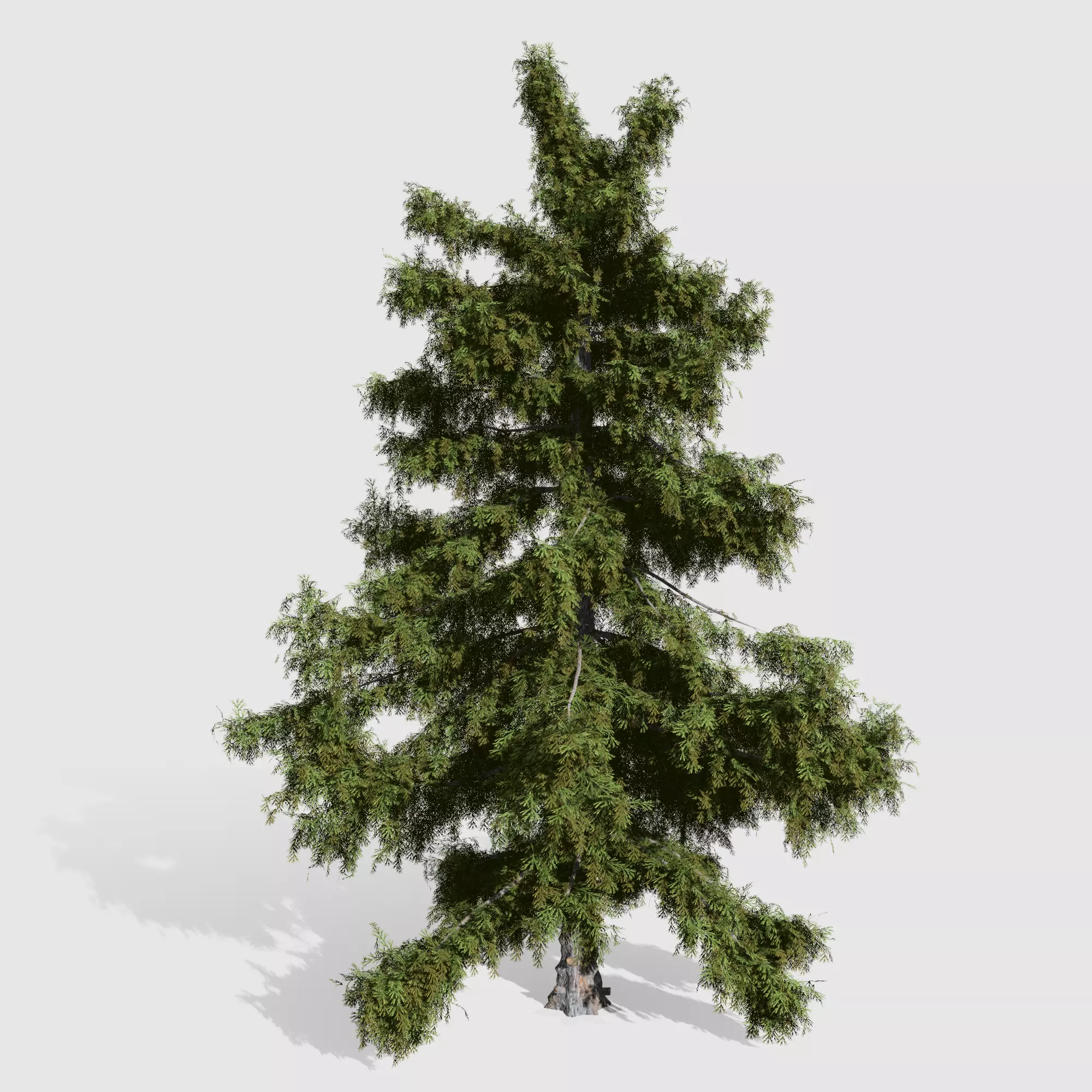 Alaska Cedar tree collection 9 trees in the scene Low-poly 3D model_0