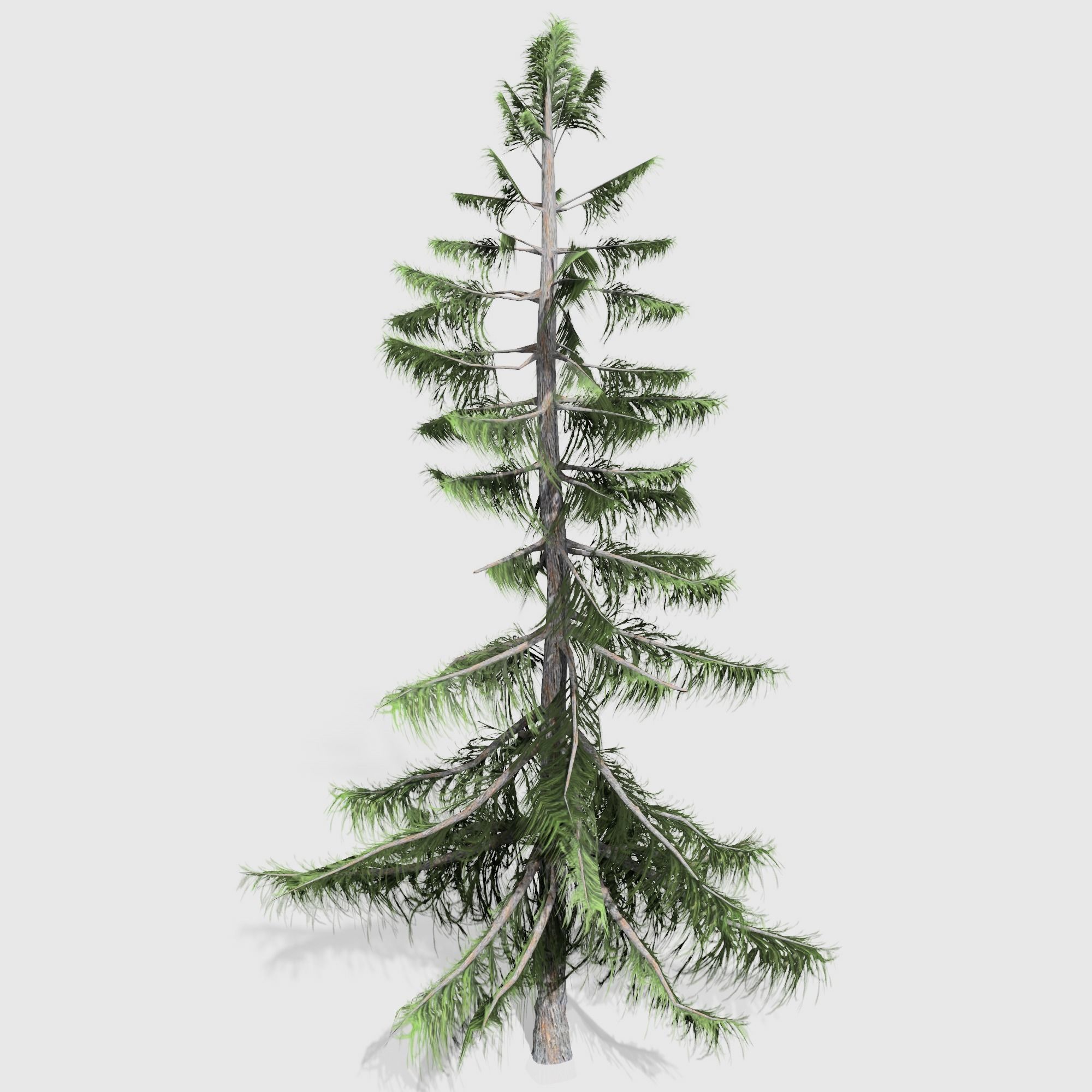 Alaska Cedar tree collection 9 trees in the scene Low-poly 3D model_6