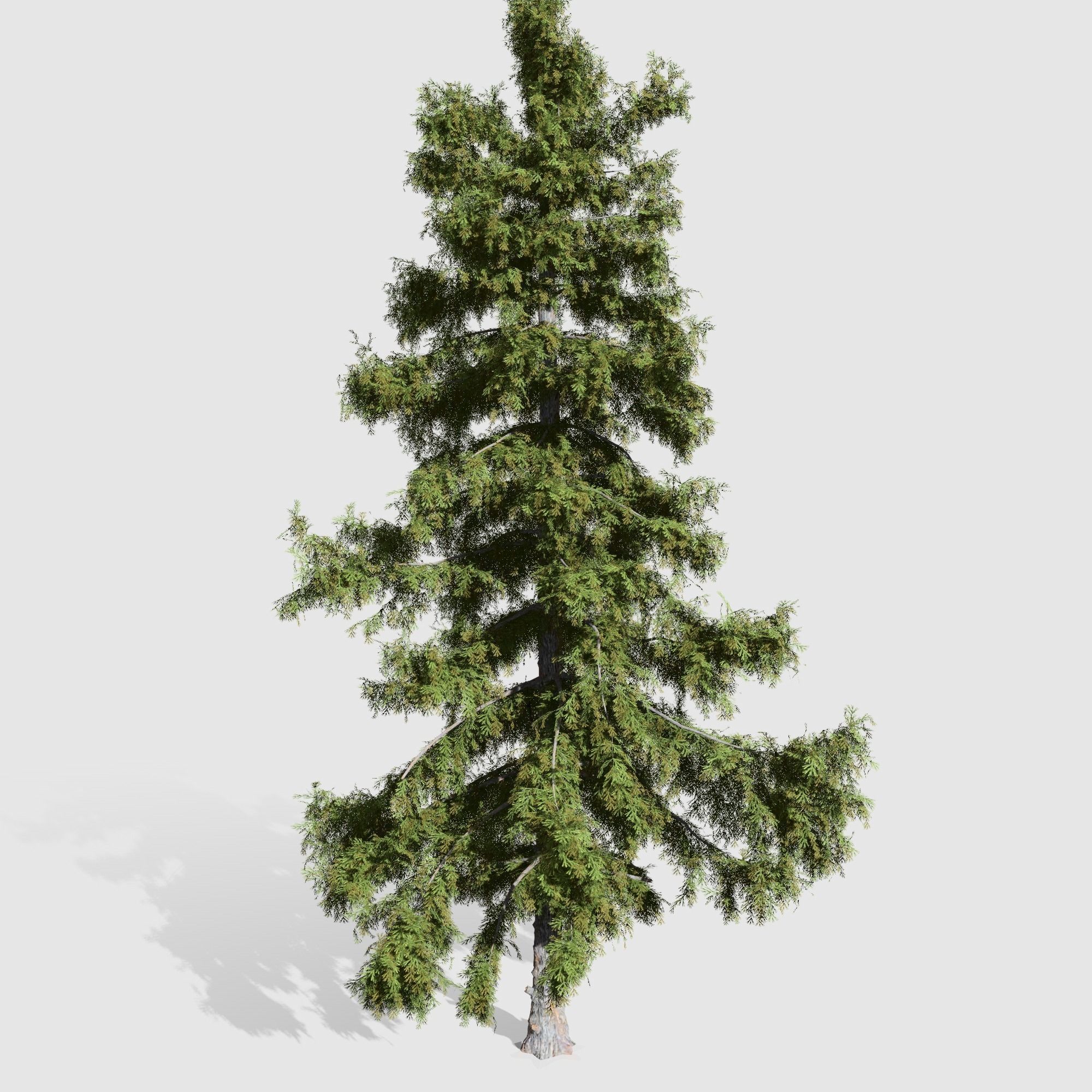 Alaska Cedar tree collection 9 trees in the scene Low-poly 3D model_4