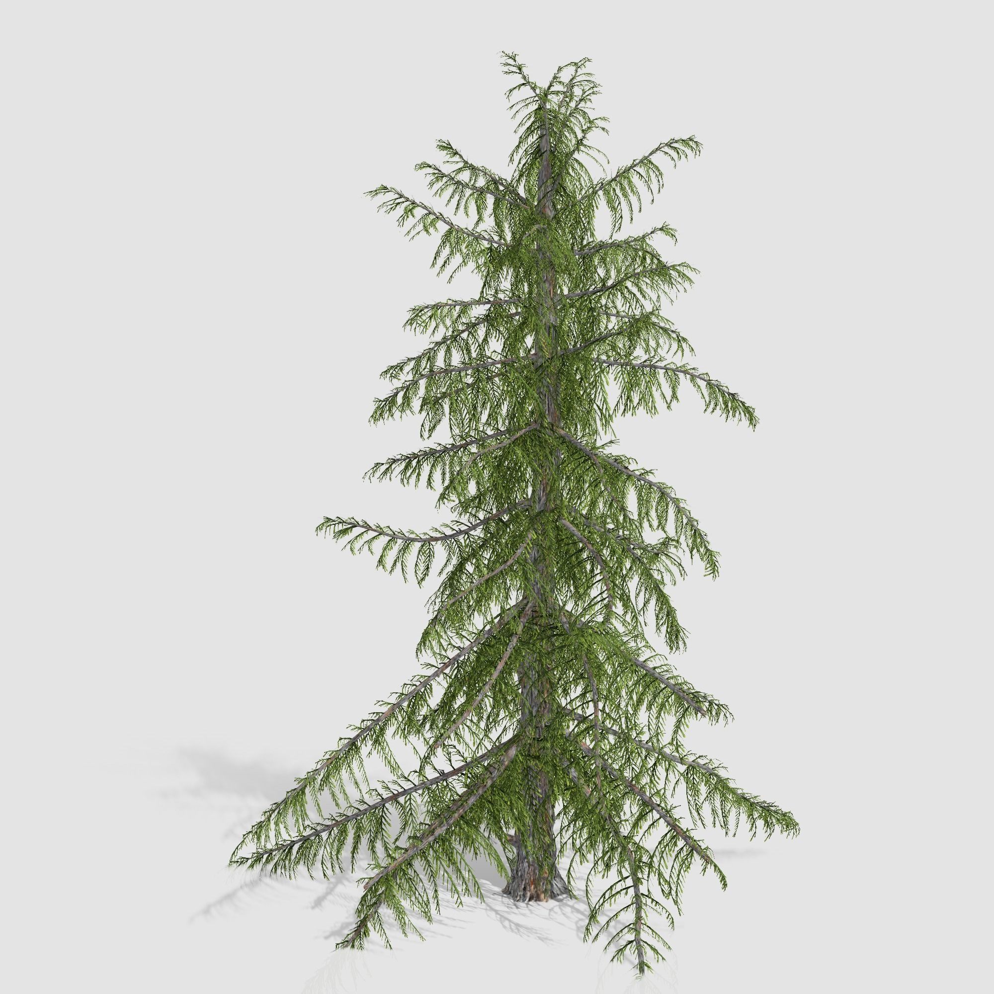 Alaska Cedar tree collection 9 trees in the scene Low-poly 3D model_16