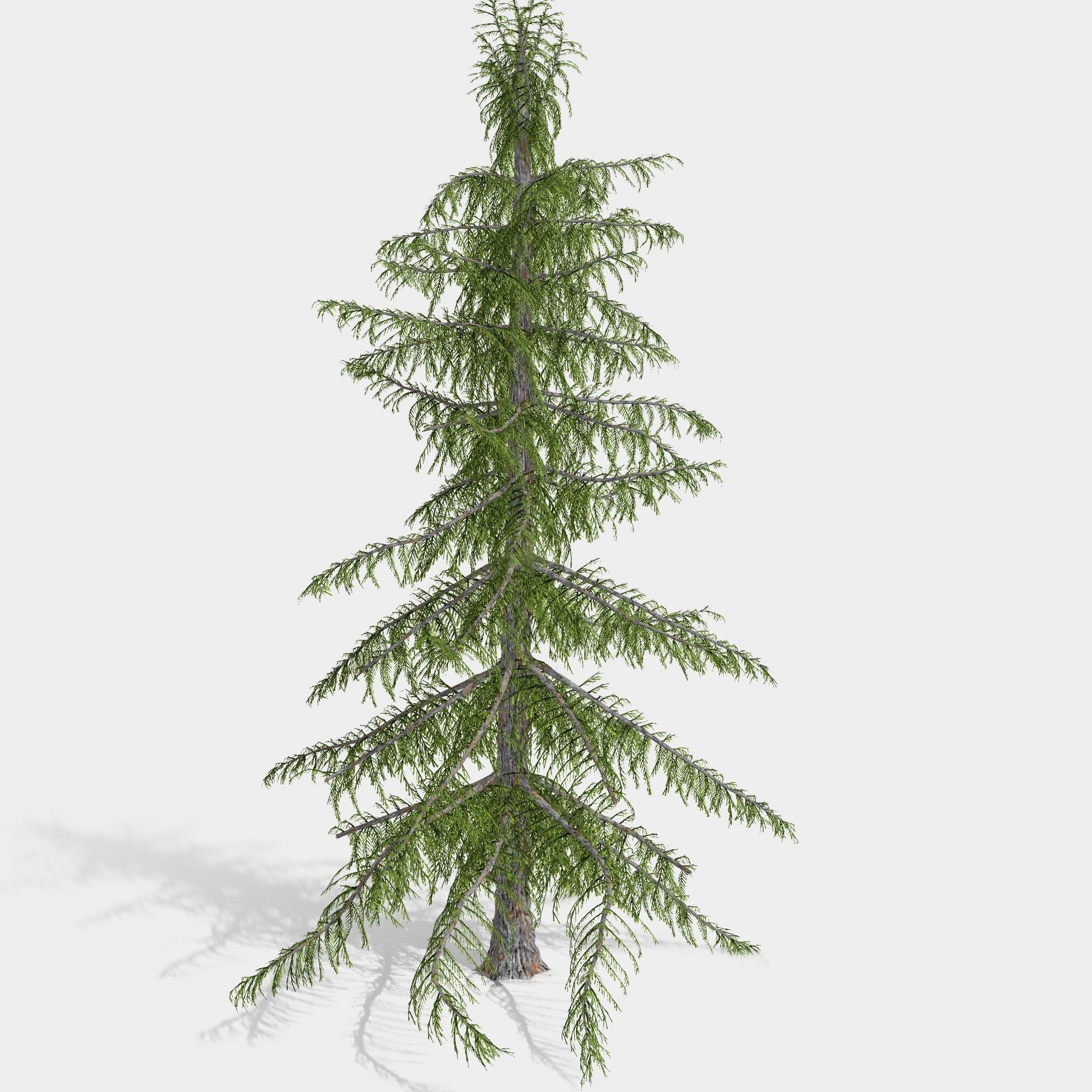 Alaska Cedar tree collection 9 trees in the scene Low-poly 3D model_15