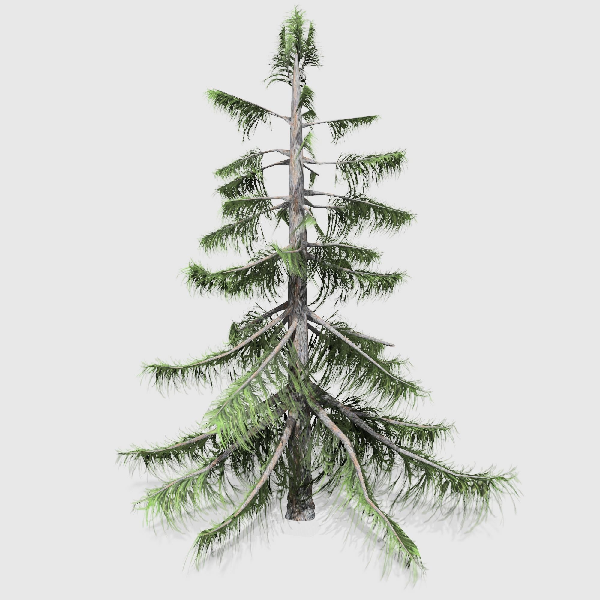 Alaska Cedar tree collection 9 trees in the scene Low-poly 3D model_8