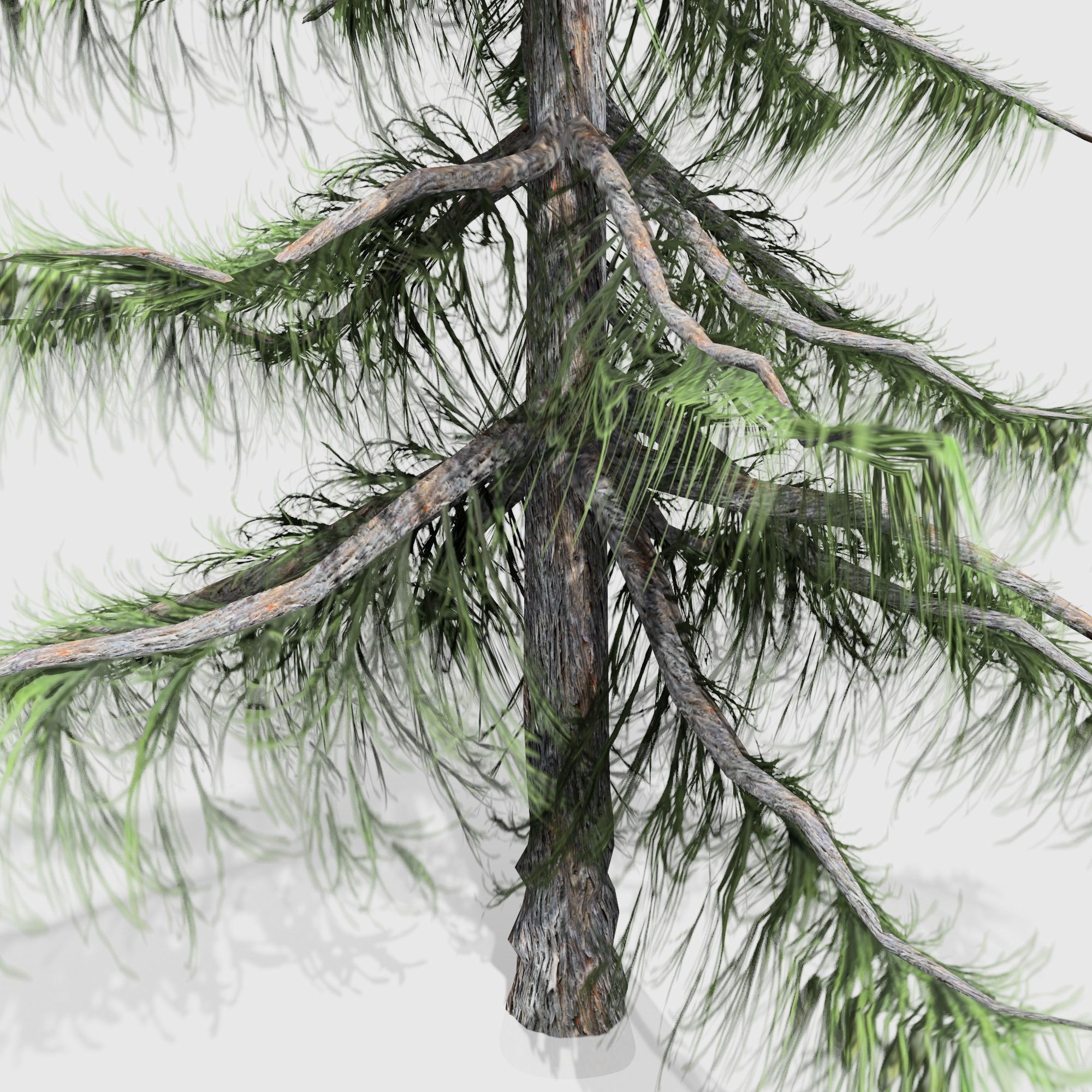 Alaska Cedar tree collection 9 trees in the scene Low-poly 3D model_17
