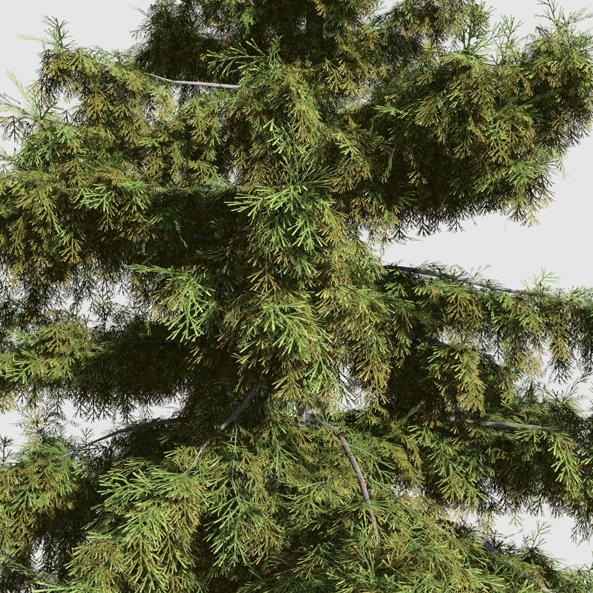 Alaska Cedar tree collection 9 trees in the scene Low-poly 3D model_12