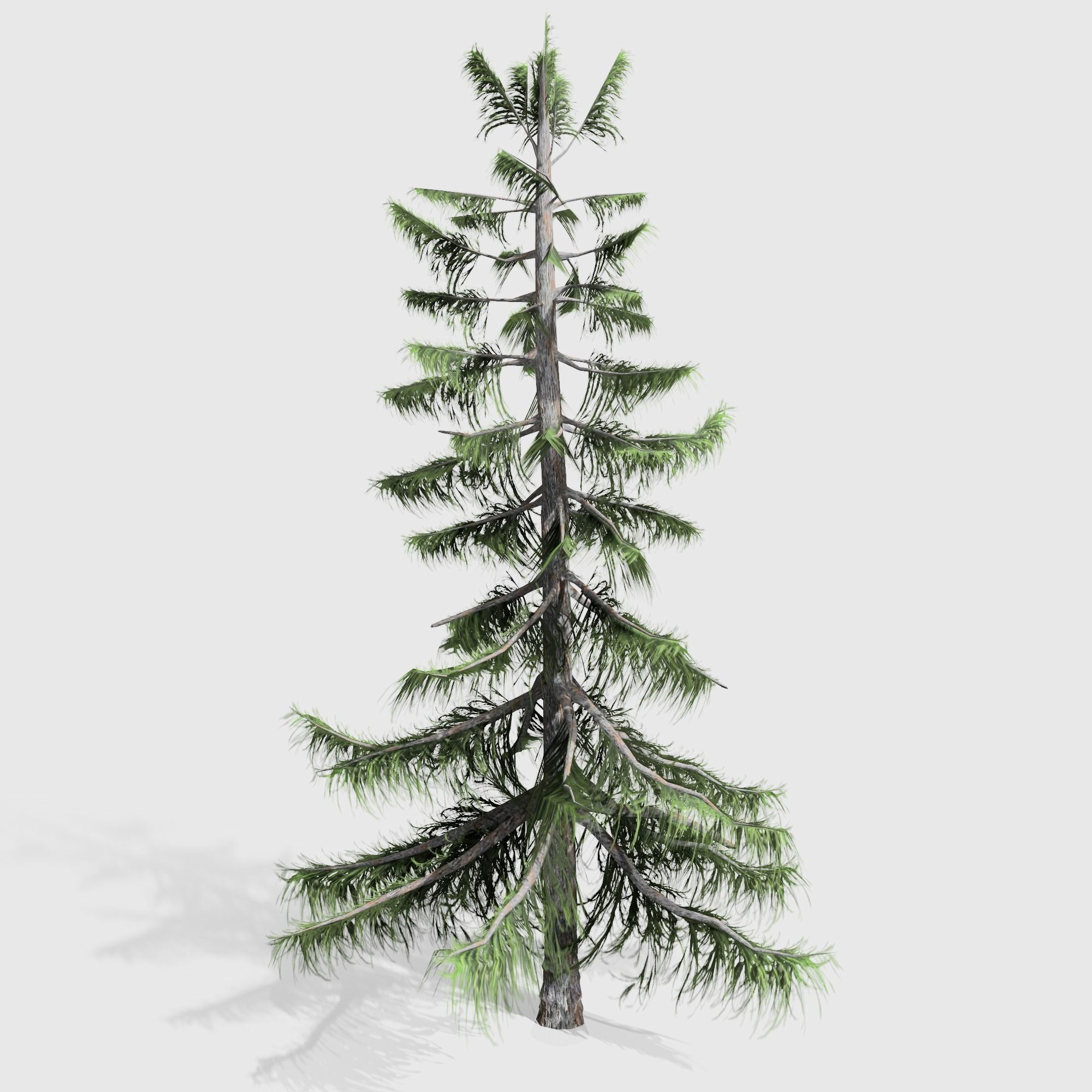 Alaska Cedar tree collection 9 trees in the scene Low-poly 3D model_9