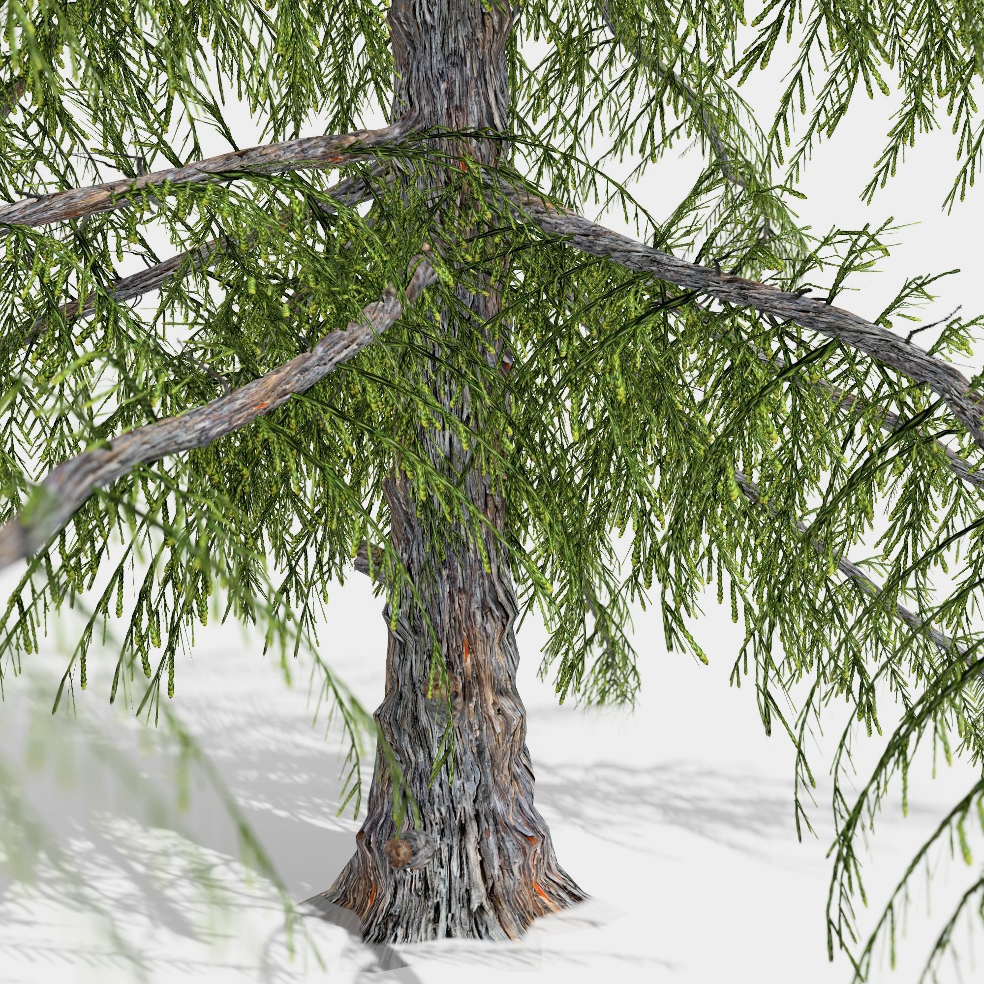 Alaska Cedar tree collection 9 trees in the scene Low-poly 3D model_19