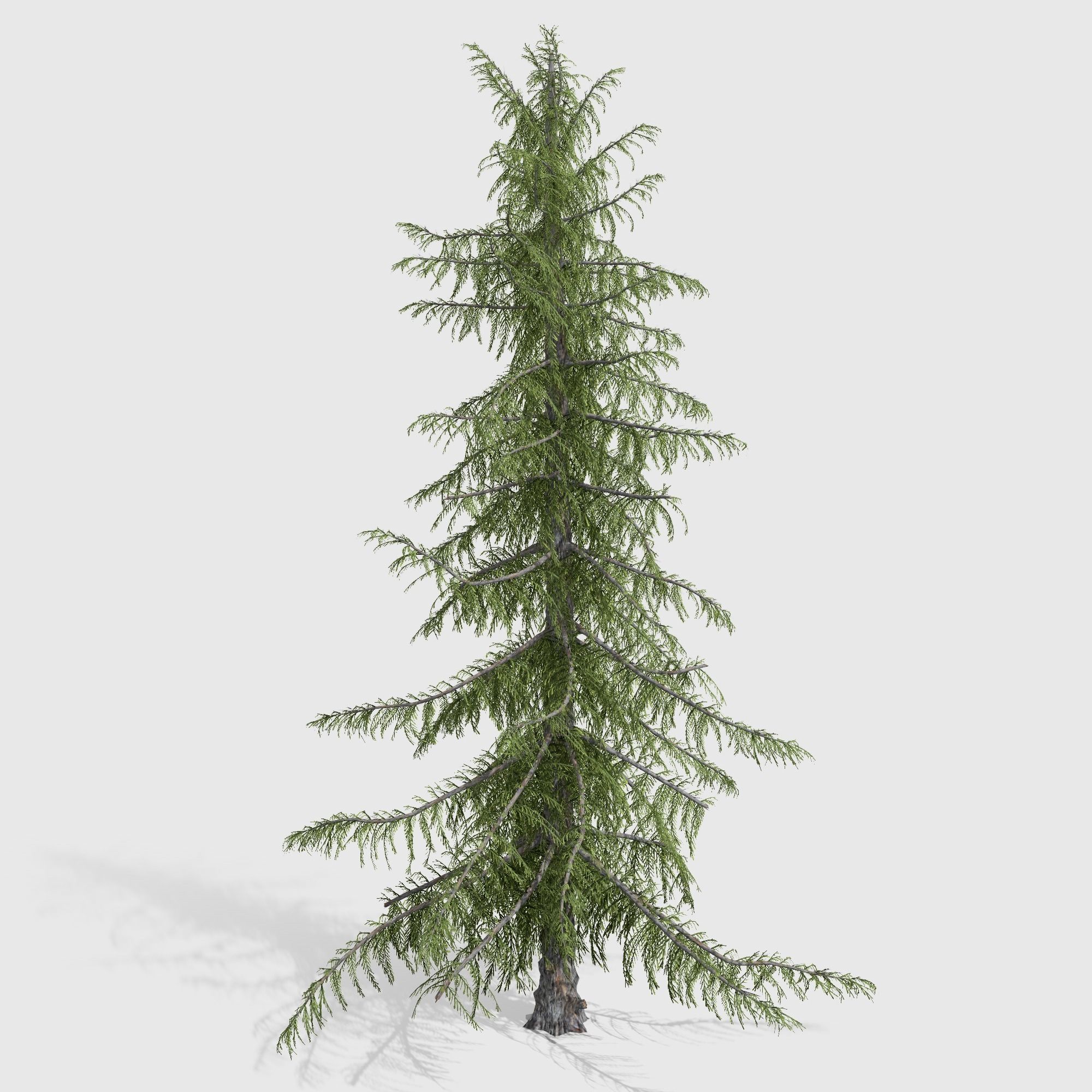 Alaska Cedar tree collection 9 trees in the scene Low-poly 3D model_14