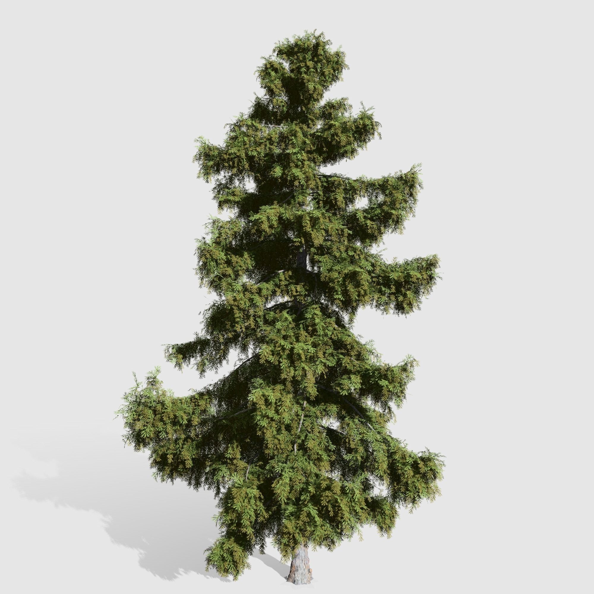 Alaska Cedar tree collection 9 trees in the scene Low-poly 3D model_3