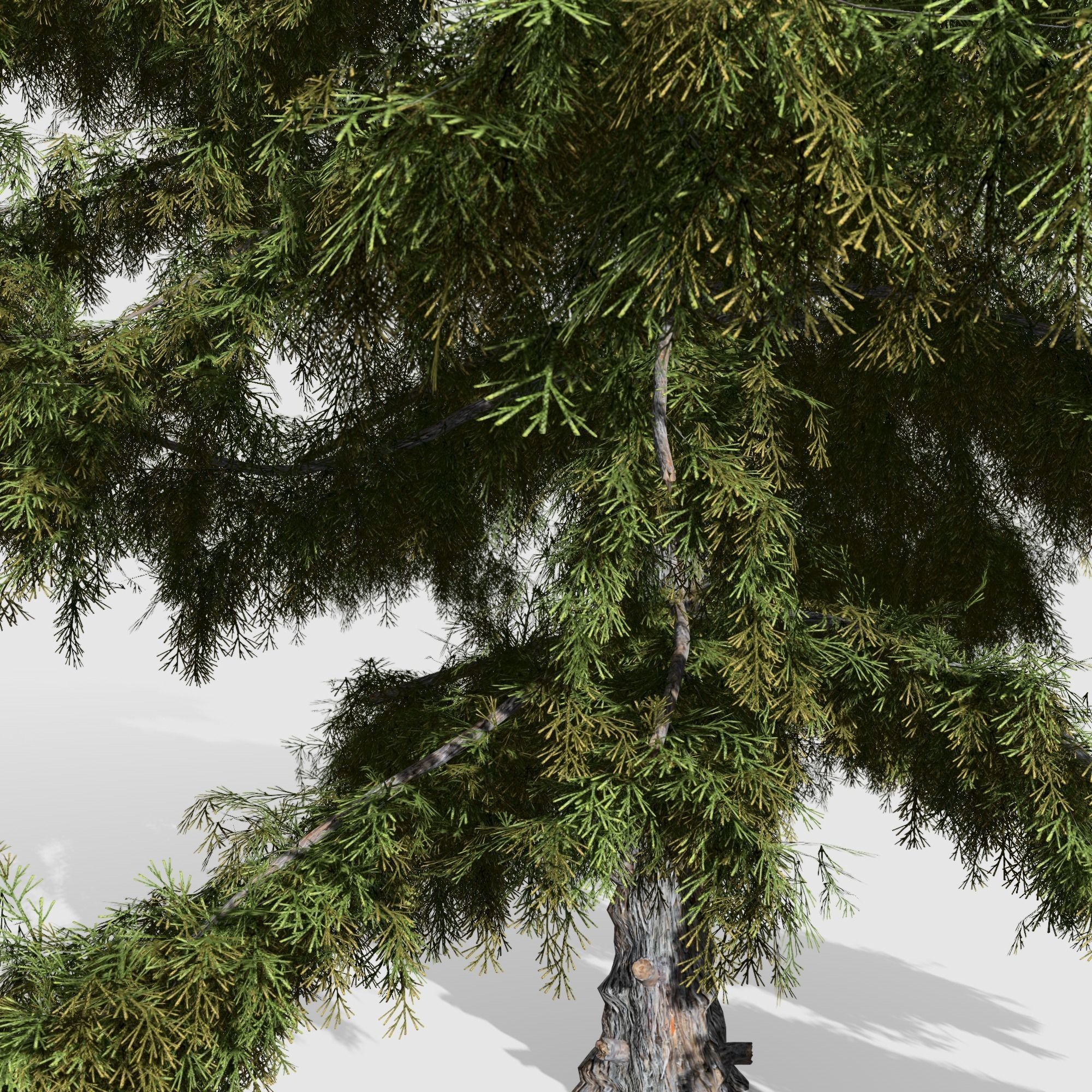 Alaska Cedar tree collection 9 trees in the scene Low-poly 3D model_13