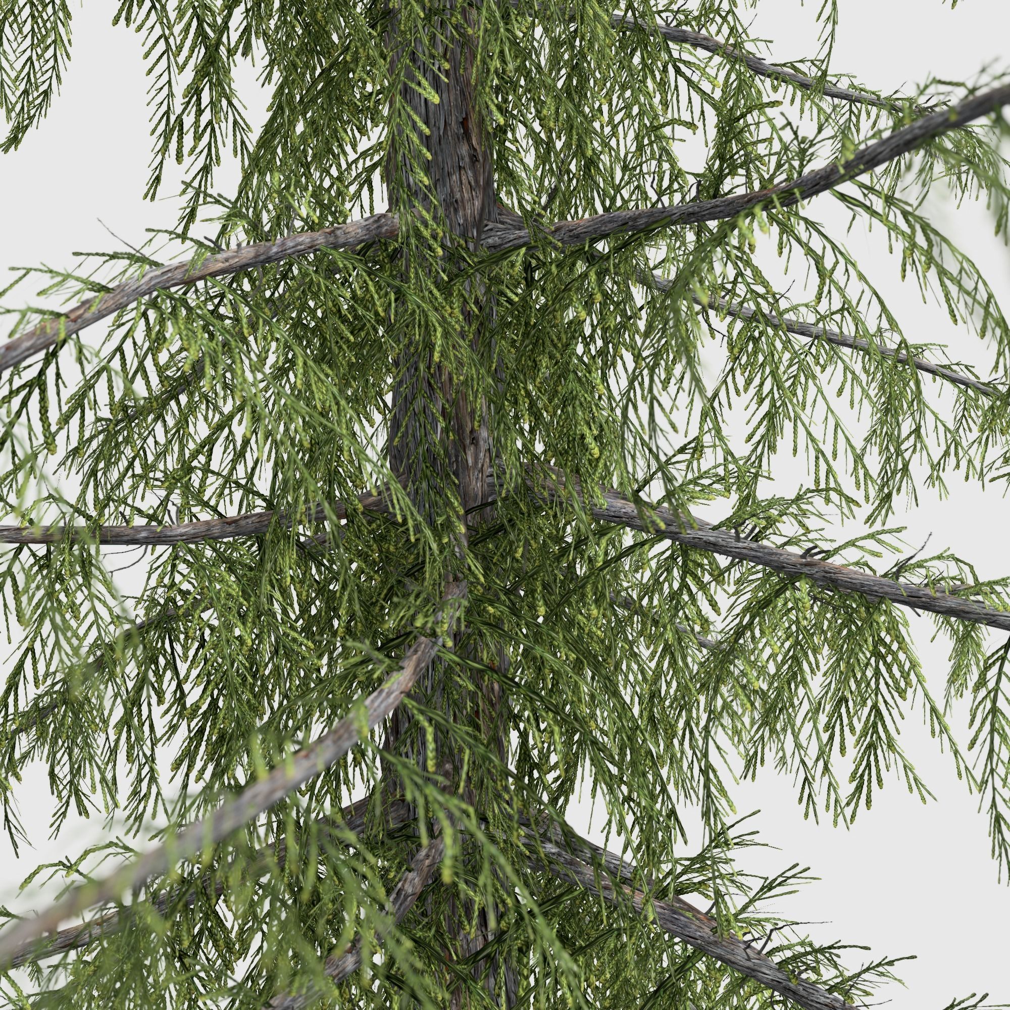 Alaska Cedar tree collection 9 trees in the scene Low-poly 3D model_18