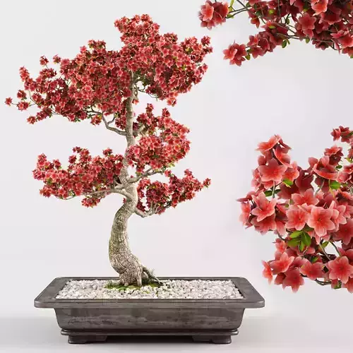 Sakura Bonsai tree 02