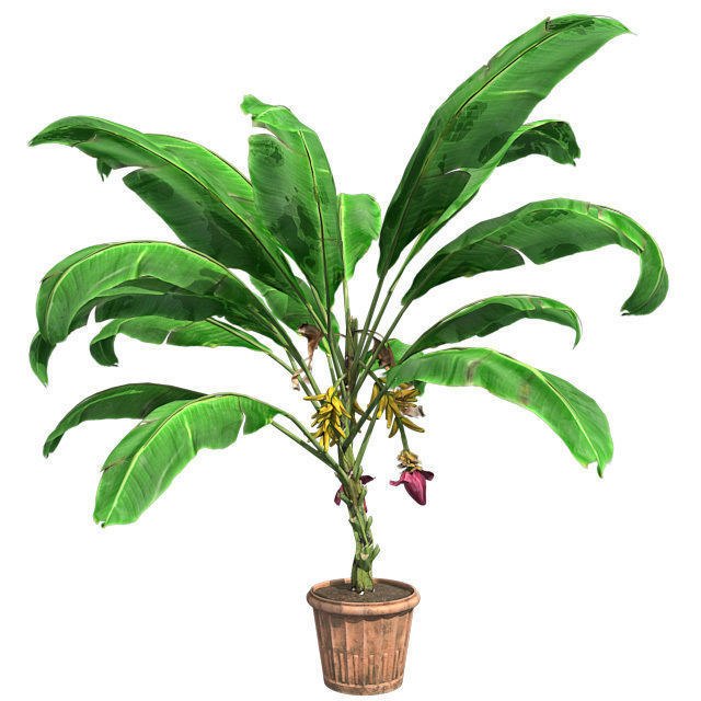 Banana Plant in Pot Low-poly 3D model_1