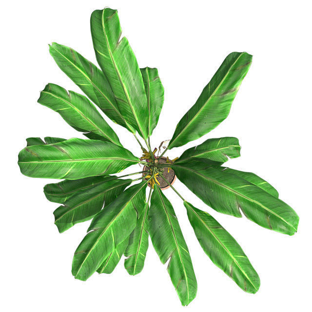 Banana Plant in Pot Low-poly 3D model_3