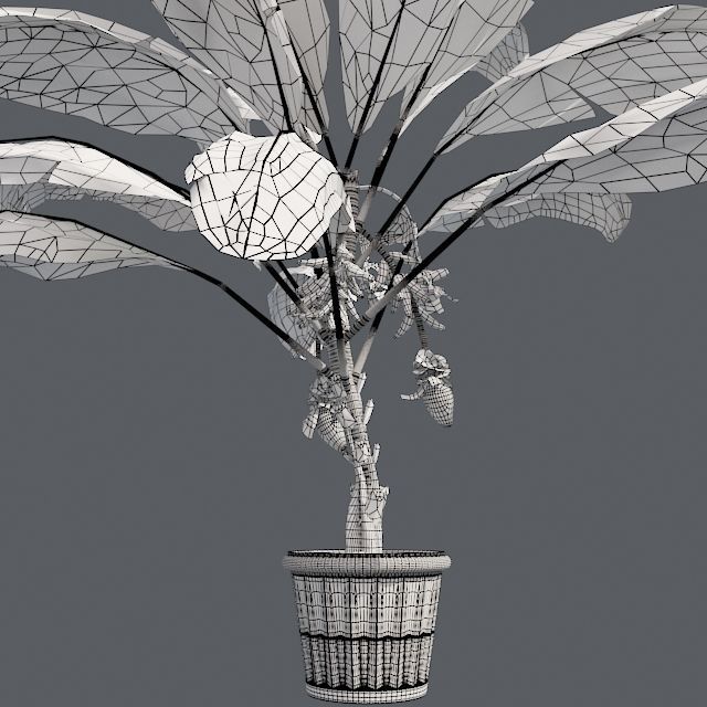 Banana Plant in Pot Low-poly 3D model_5