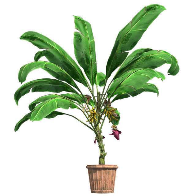 Banana Plant in Pot Low-poly 3D model_2