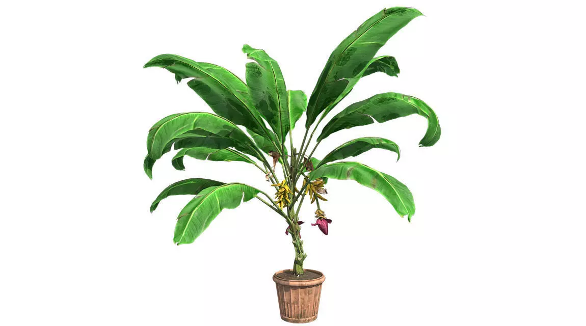 Banana Plant in Pot Low-poly 3D model_0