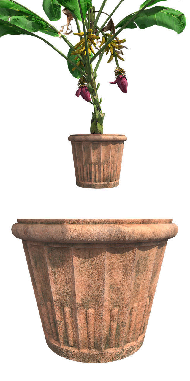 Banana Plant in Pot Low-poly 3D model_4