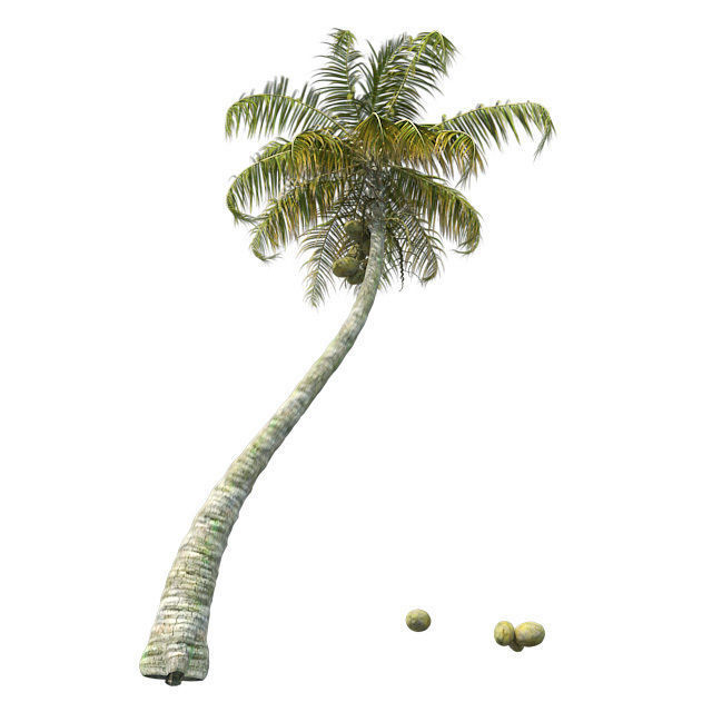 Chinese Fan Palm Tree Low-poly 3D model_3