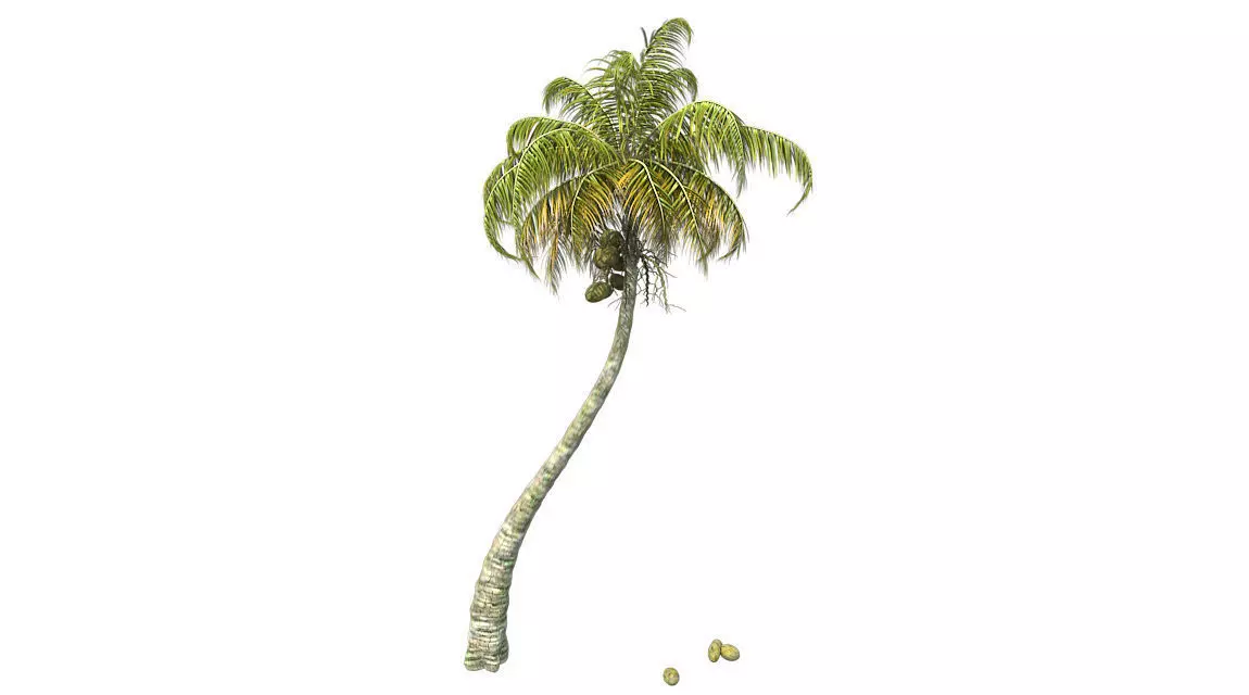 Chinese Fan Palm Tree Low-poly 3D model_0