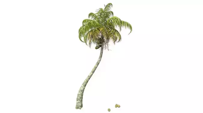 Chinese Fan Palm Tree Low-poly 3D model